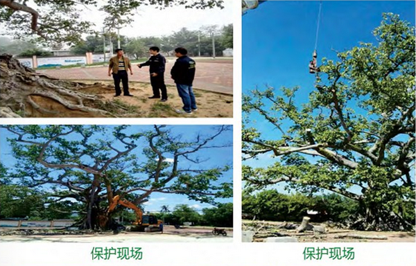 830年高山榕抢救复壮