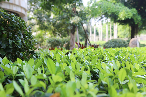 深圳电动园林工具贝绿集团：园林植物冬季病虫害防治