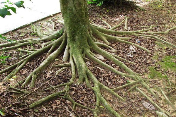 北京电动园林工具贝绿集团：园林植物根系养护管理