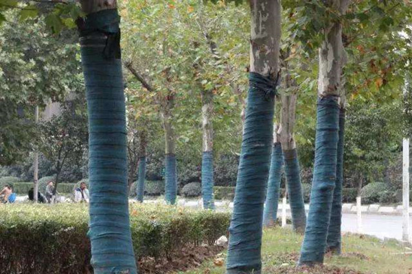 园林工具：秋冬季节树木移栽如何提高成活率