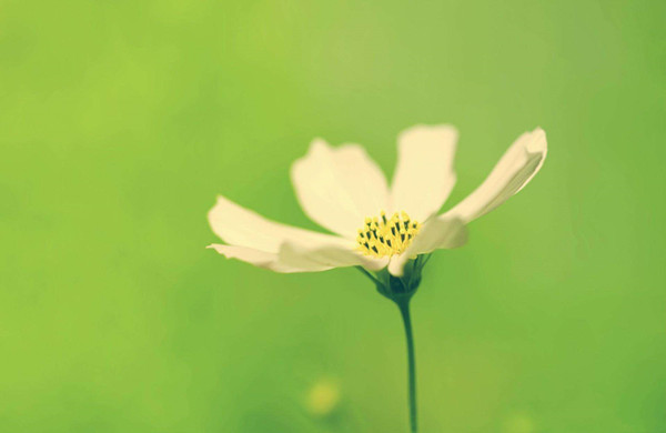 园林机械制造商：白露时节花卉怎样维护